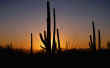 LIVING WITH the SUN - IMAGE 193
